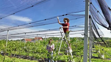 The Ultimate Guide to Choosing Agricultural Nets